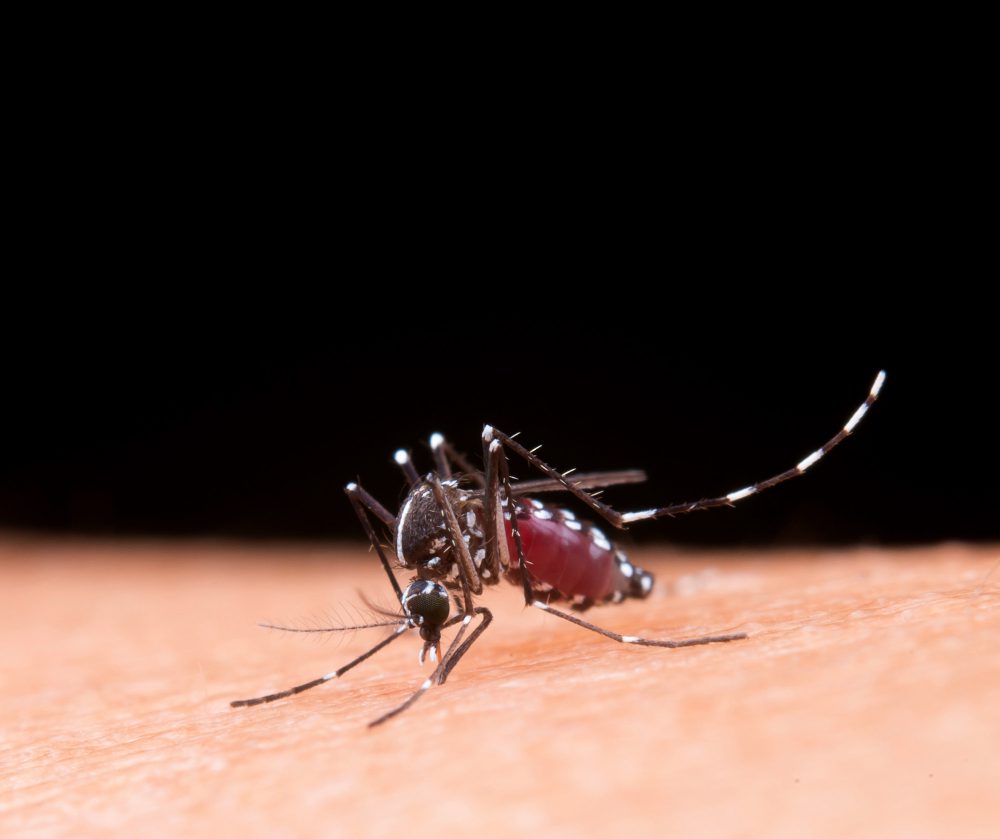 Oncoclínicas cuidados com a dengue 2024
