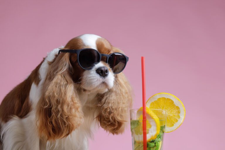 a dog in sunglasses drinks a summer refreshing cocktail on a clean pink background