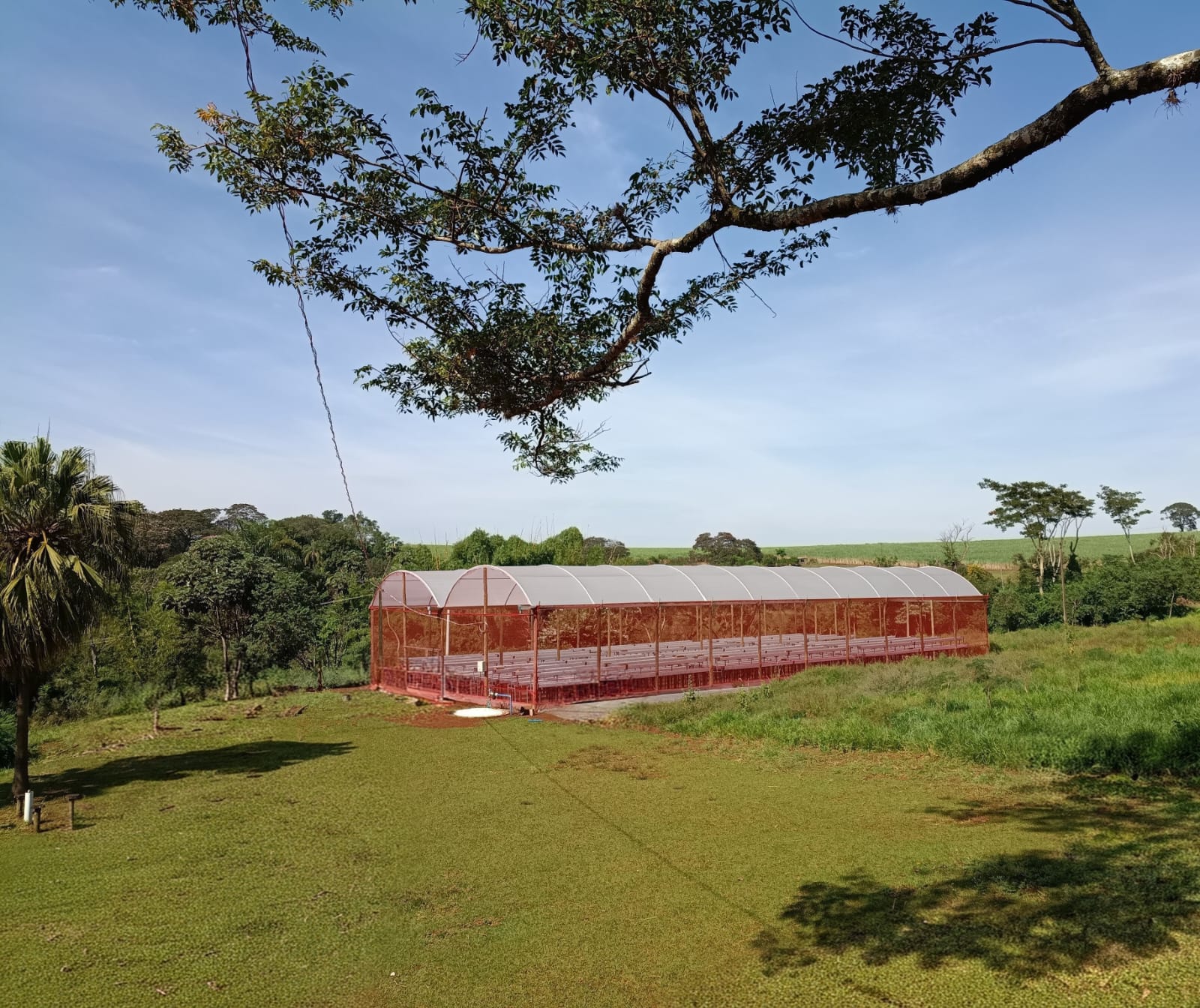 Produção de morango em Cravinhos (3)