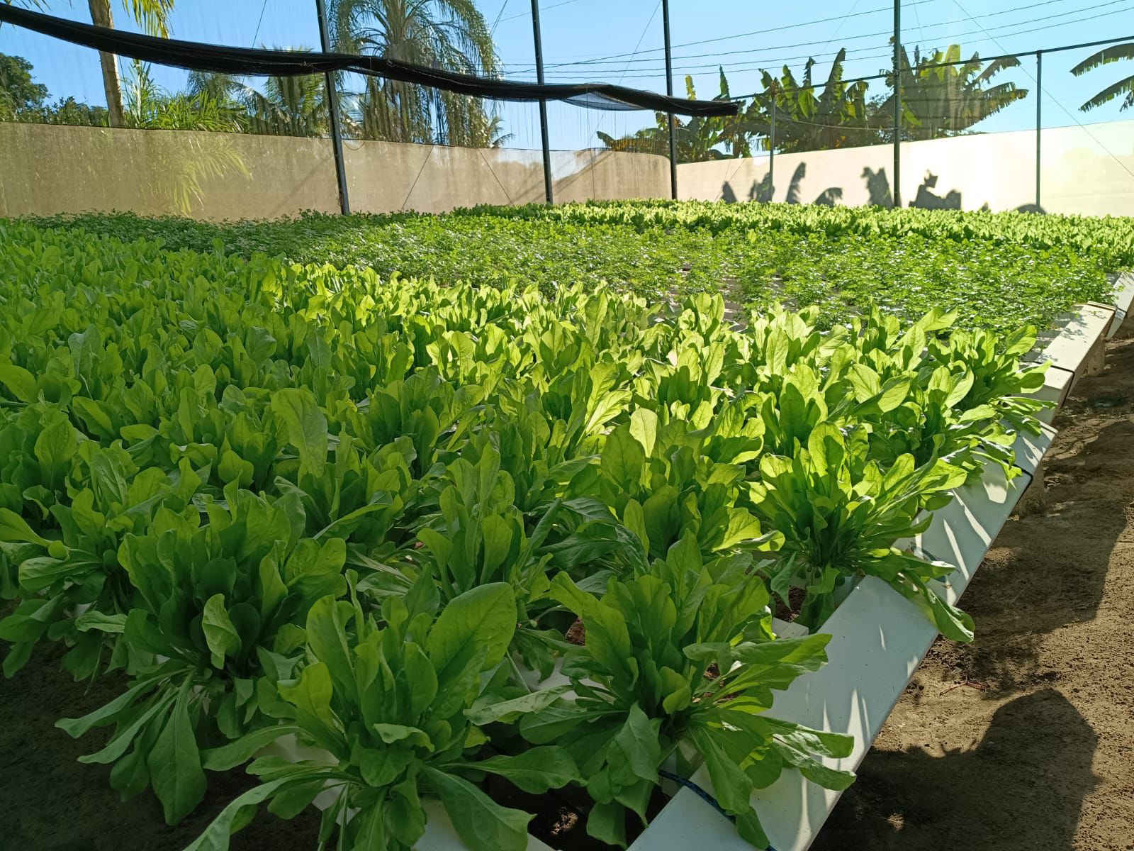 Encontro técnico sobre hidroponia destaca eficiência produtiva, sustentabilidade e inovação no campo